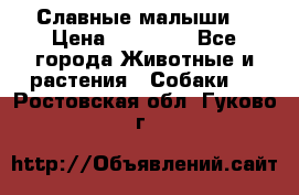 Славные малыши! › Цена ­ 10 000 - Все города Животные и растения » Собаки   . Ростовская обл.,Гуково г.